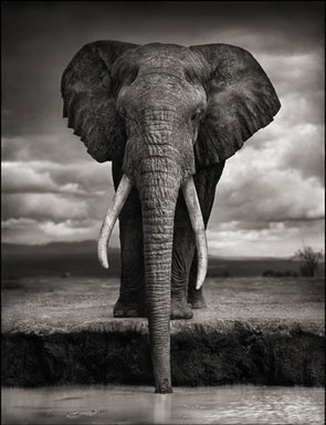 Nick Brandt